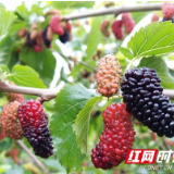 五一相聚张家界｜湖南张家界：桃花溪畔桑葚熟 满枝垂红待客来