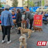 武陵源区：开展“文明养犬.守护健康”狂犬疫苗免费接种活动