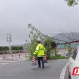 风雨吹倒高速路旁大树，高速人意外救下一条小生命……