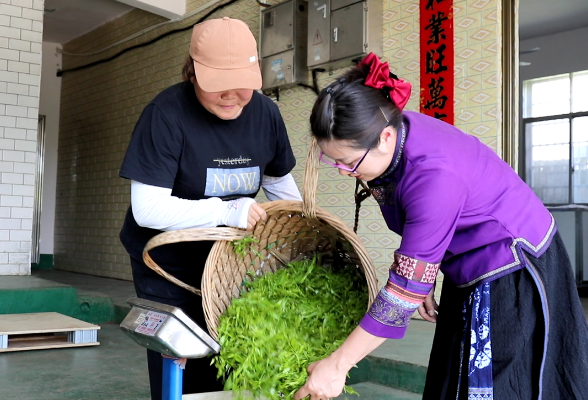 莓茶进京丨春茶销路好 茶农信心足