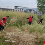 永定区：助农收割办实事，田间地头显真情