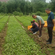 慈利县岩泊渡镇：加强棉花田间管理   助力棉花生产