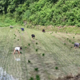 车站广场驻村工作队：拼搏实干建新功  绘就盘塘幸福生活新画卷