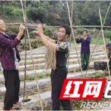 慈利县赵家岗土家族乡麻山村：开垦种南瓜 栽下“致富花”
