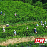 张家界市武陵源区：高山莓茶错时采摘（组图）