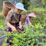 永定区四都坪乡：两茶套种探索产业发展新模式