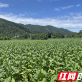慈利县三合镇：烤烟铺就群众“致富路”