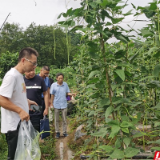 省农业农村厅包联组赴张家界开展豇豆农残突出问题攻坚治理督导调研