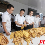 张家界市烟叶“采编烤分”现场观摩会暨六月月度烟叶工作督查讲评会召开