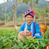 今年口感更有味！张家界小背篓生态红薯干“火红”上市