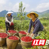 慈利县洞溪乡：“小辣椒”铺出村集体经济“致富路”