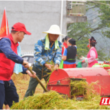 张家界武陵源：稻香飘山野 “旱稻”喜丰收