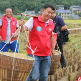 桑植：金秋时节风送爽 党员助农割稻忙