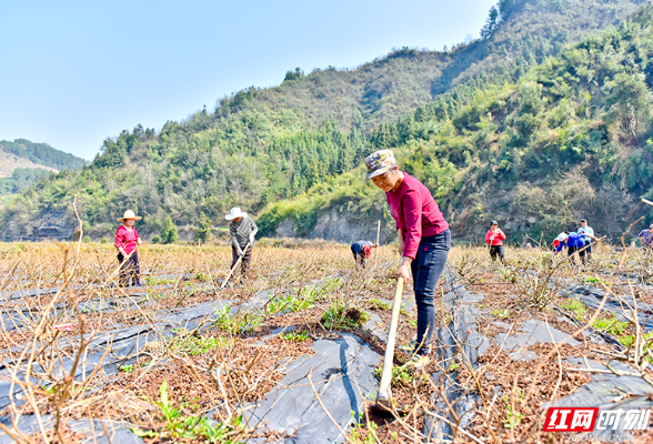 张家界市永定区：奔着问题去 迎着问题上 紧盯问题改 “一片小茶叶”成“一方大产业”