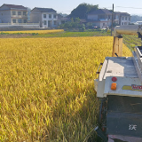 张家界市慈利县杨柳铺乡：金秋时节稻谷黄 集体经济结硕果