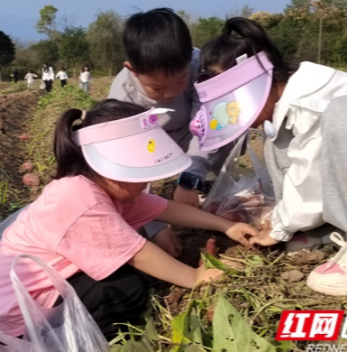 张家界市慈利县太坪社区：“薯”你最甜 秋收体验