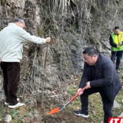 象市镇：文明新风催新绿 植树造林正当时