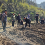 永定区合作桥乡：全力抓好烟叶生产春耕备耕工作