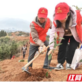 永定区阳湖坪街道：党建引领志愿“红” ，植树添“绿”不负春