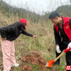 春风催新绿 王家坪镇开展义务植树活动