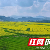 永定区尹家溪镇：一年好景君须记 正是“油菜花开”时