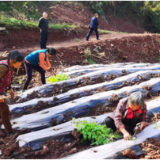 杨柳铺乡：大棚换沃土，绿叶变“金”叶