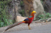 五雷山自然保护区发现珍稀红腹锦鸡