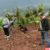 不违农时，桑植县凉水口镇清明时节这样做！