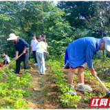 慈利县溪口镇中学：开展“除草养护”德育劳动实践活动