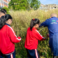 永定区机场小学：收割油菜欢乐多！