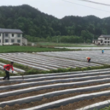 慈利县高峰土家族乡康乐村：烤烟产业提质量 集体经济新图景