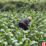 慈利县二坊坪镇：“三个聚焦”助推烤烟高质量发展