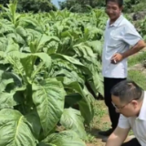 慈利县高峰土家族乡：用脚下之泥 护致富之路