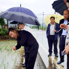 张家界武陵源：汛后农业生产恢复忙