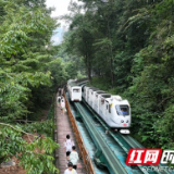 十里画廊错峰游 张家界国家森林公园旅游热度不减