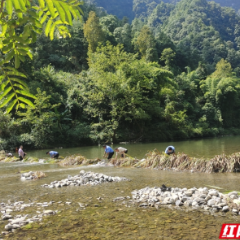 桑植县五道水镇：拆除违法拦河设施 保持辖区河畅水清