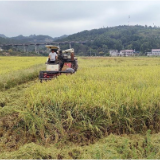 张家界：金秋时节稻谷黄 甘堰乡里收获忙