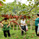 张家界市慈利县高山猕猴桃进入采摘季