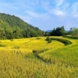 张家界“空中田园”稻香飘溢