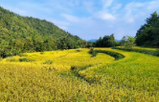 张家界“空中田园”稻香飘溢