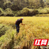 张家界市慈利县杉木桥镇湖塔村：金秋九月好“丰”景 集体经济结硕果