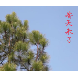 疫情中华容的春天