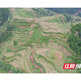 以茶为媒  结出致富“金叶子”——吉首市税务局结对帮扶金星村纪实