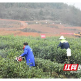 湖南：全面推广农机服务  打造全国智慧智能农机产业链发展新高地