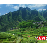 保靖县被认定为保靖黄金茶中国特色农产品优势区