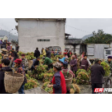 吉首新一轮茶苗定植启动 预计秋冬定植5000亩