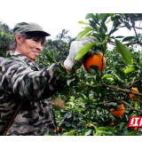 龙山：“酸酸甜甜才是真橙”