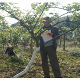 凤凰：科技特派员为猕猴桃种植户送“定心丸”