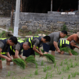 吉首民兵服务队出动 助军属插秧不误农时