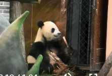 红视频丨凤凰中华大熊猫苑开园 熊猫百态引游客驻足